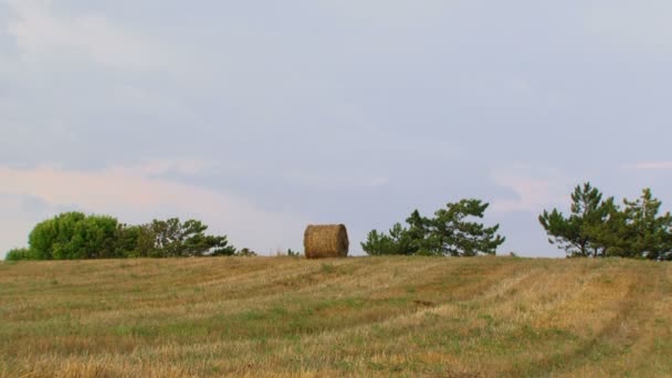 Літо. Гай, загорнутий у сіновій стосі лежачого по всьому полю. Переміщення камери . — стокове відео