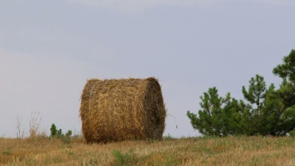 Zomer. hooi verpakt in een hooiberg van leugens over het veld. bewegende camera. — Stockvideo