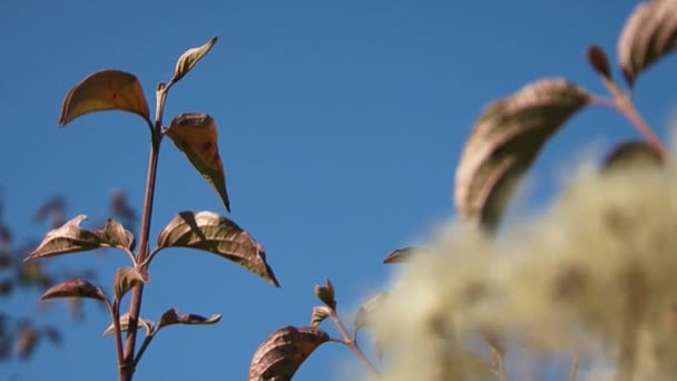Feuilles de plantes tremblantes dans le vent — Video