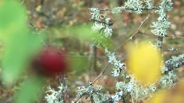 Mooie bloemen in de natuur. mooie licht gedroogde herfst bloemen. — Stockvideo