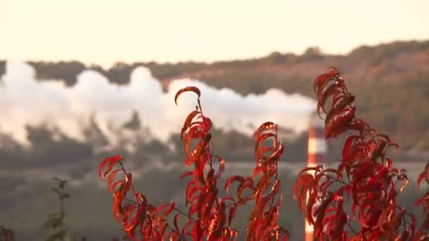 La infección sigue siendo áreas verdes — Vídeo de stock