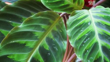 güzel bir yeşil bitki.