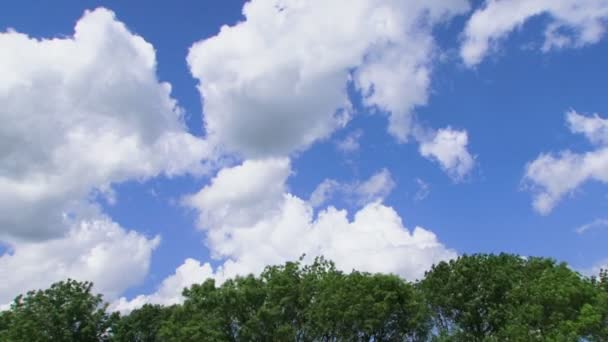 Bäume im Wind — Stockvideo