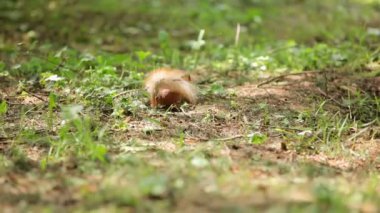 sevimli sincap. kestane orman sincap yeryüzünde bir yemek için arıyorsunuz.