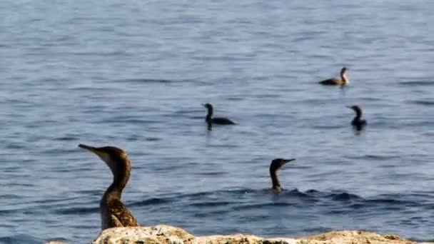 Ein Schwarm Vögel sitzt am Ufer in der Nähe des Meeres. — Stockvideo