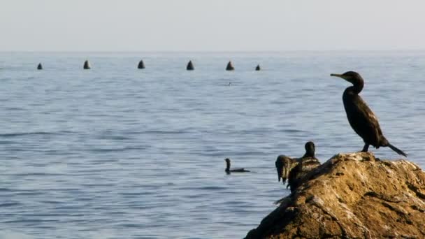 바다 근처에 앉아 새의 무리. — 비디오
