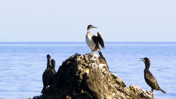 Ένα σμήνος πουλιών που κάθεται στην ακτή κοντά στη θάλασσα. — Αρχείο Βίντεο