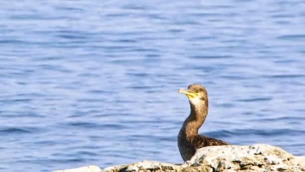 Un gregge di uccelli seduti sulla riva vicino al mare . — Video Stock