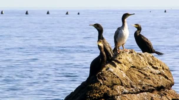 En flock fåglar som sitter på stranden nära havet — Stockvideo