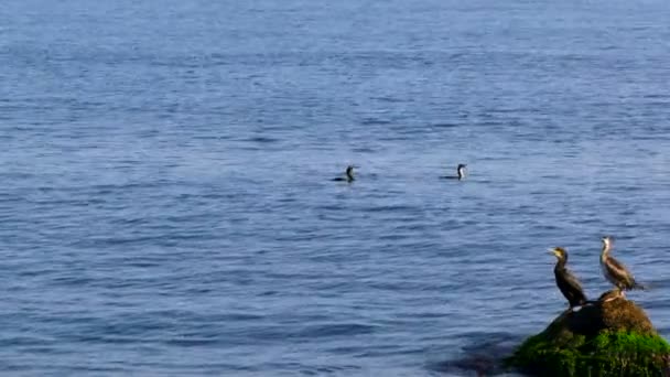 A nyáj madarak ül a parton, a tenger közelében — Stock videók