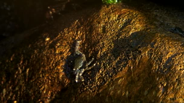 Verschillende krab zittend op een rots en eten. — Stockvideo