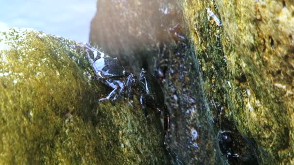 Verschillende krab zittend op een rots en eten. — Stockvideo