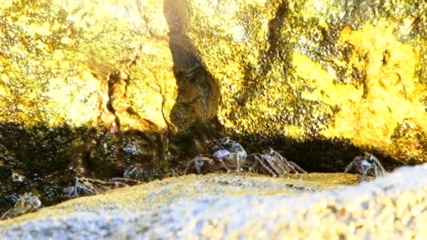 Mehrere Krabben sitzen auf einem Felsen und essen. — Stockvideo