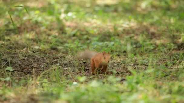 Linda ardilla. Ardilla del bosque castaño buscando una comida en la tierra . — Vídeos de Stock