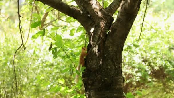 Carino lo scoiattolo. Scoiattolo della foresta di castagne in cerca di un pasto sulla terra . — Video Stock