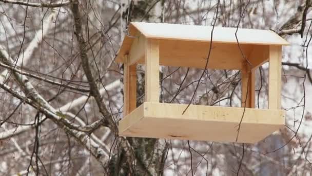 Een lege Vogelhuis/waterbak zwaait in de wind. — Stockvideo