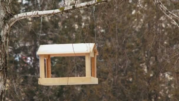 Un comedero vacío se balancea en el viento . — Vídeo de stock