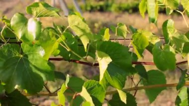 Yeşil asma satır alanında. izleme shot.