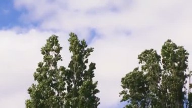 rüzgarda sallanan ağaçların