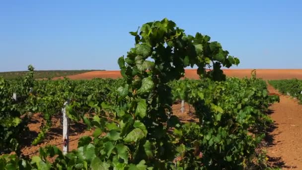 Des rangées de vignes vertes sur le terrain. Plan de suivi . — Video