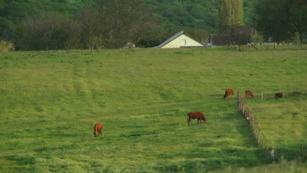 Kor på gården — Stockvideo