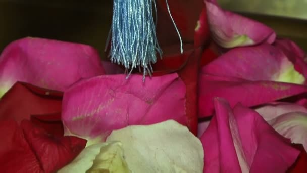 Petali di fiori — Video Stock