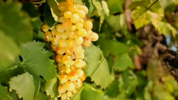 Гроздь винограда — стоковое видео