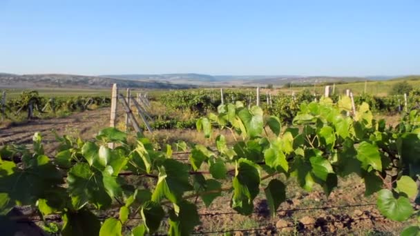 Groene wijnstok rijen op het veld. Tracking shot. — Stockvideo