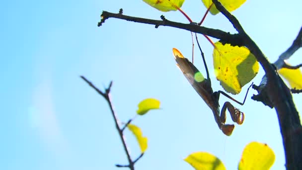 Mantis på ett träd — Stockvideo