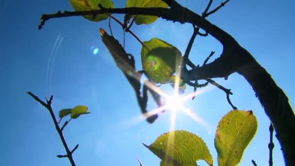 Mantis en un árbol — Vídeo de stock