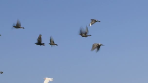 Manada de palomas — Vídeos de Stock