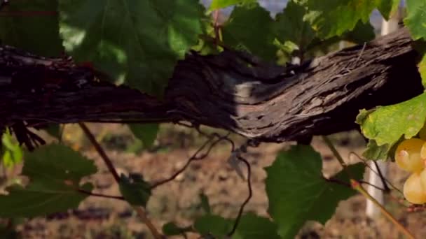 Groene wijnstok rijen op het veld. Tracking shot. — Stockvideo