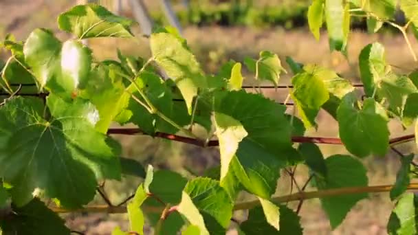 Zöld szőlő sorok a pályán. követés lövés. — Stock videók