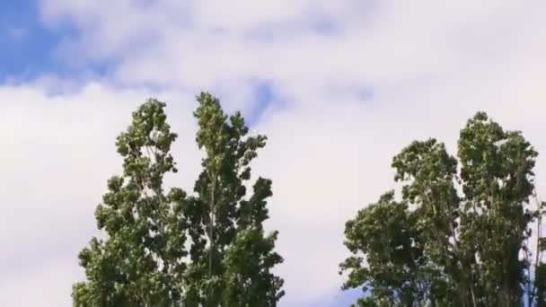 Alberi ondeggianti nel vento — Video Stock