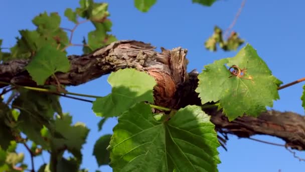 Грона винограду — стокове відео