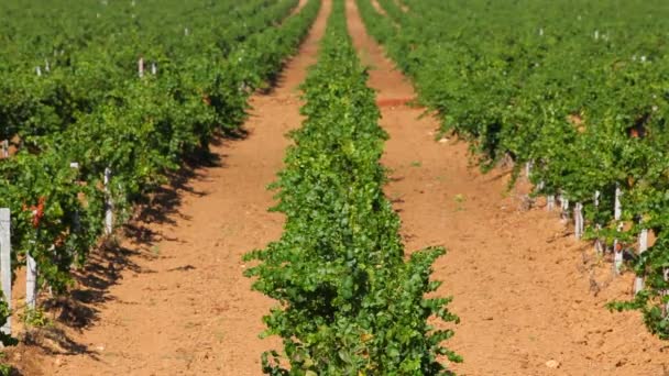 Des rangées de vignes vertes sur le terrain. Plan de suivi . — Video