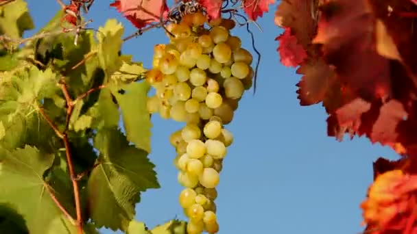 Грона винограду — стокове відео