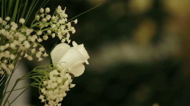 Białe kwiaty na tle musujące. — Wideo stockowe