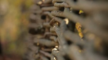 Yeni evli bir parkta vakit.