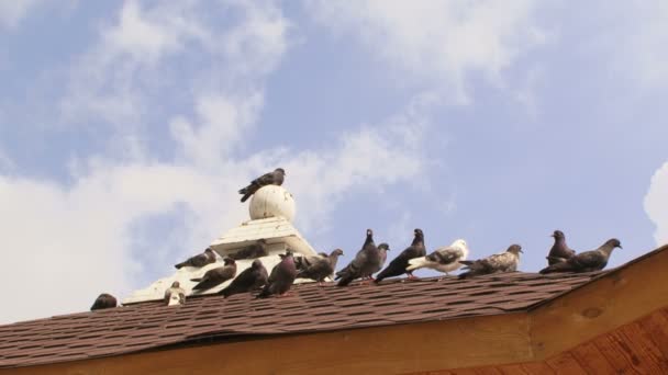 Flock of doves on a roof against blue sky. — Stock Video