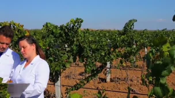 Une fille en manteau blanc vérifie la qualité des raisins — Video