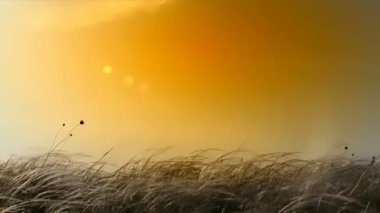 Kız sahada eğleniyor. uzun otların bir alan üzerinden çalışan bir gay kız silüeti. siluet.