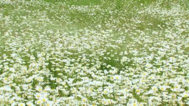 bir demet papatya kız. Papatya alanında oturup beyaz elbiseli güzel kız.