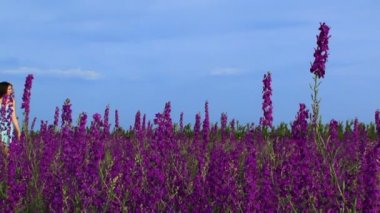 alan lupine yürüyüş. güzel bir kız lupine mavi gökyüzü güzel bir alana yürür.
