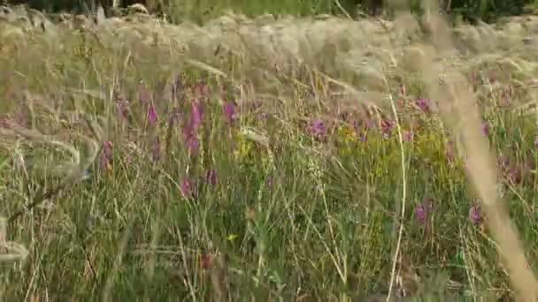 Lopen over het veld. mooie voeten meisjes gaan op een groen veld. — Stockvideo