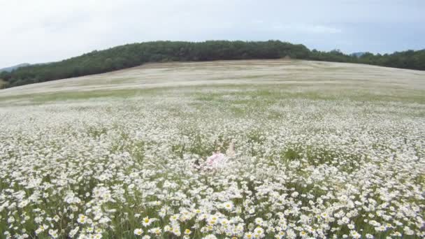 Mädchen auf dem Feld Kamille. ein schönes junges Mädchen liegt auf einem wunderschönen Kamillenfeld. — Stockvideo