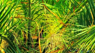 güzel hurma dalları. güzel ve yeşil palmiye dalları