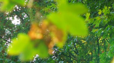 güzel yeşil yeşillik. rüzgarda sallanan güzel yaz yeşil Akça ağaç.