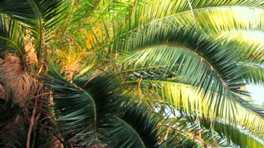 güzel hurma dalları. güzel ve yeşil palmiye dalları