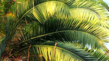 güzel hurma dalları. güzel ve yeşil palmiye dalları